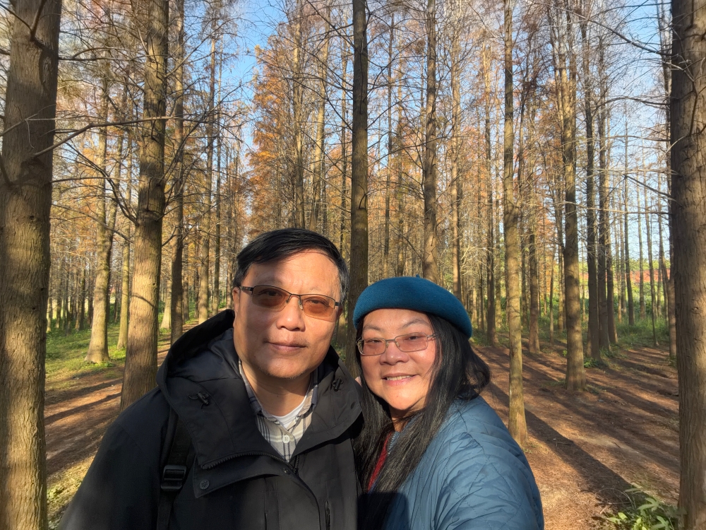 楊梅落羽松秘境｜錯過的不是風景，而是季節。（2025年台灣落羽松）