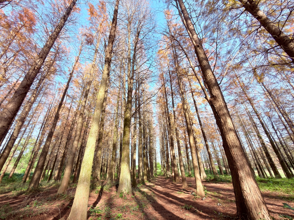 楊梅落羽松秘境｜錯過的不是風景，而是季節。（2025年台灣落羽松）