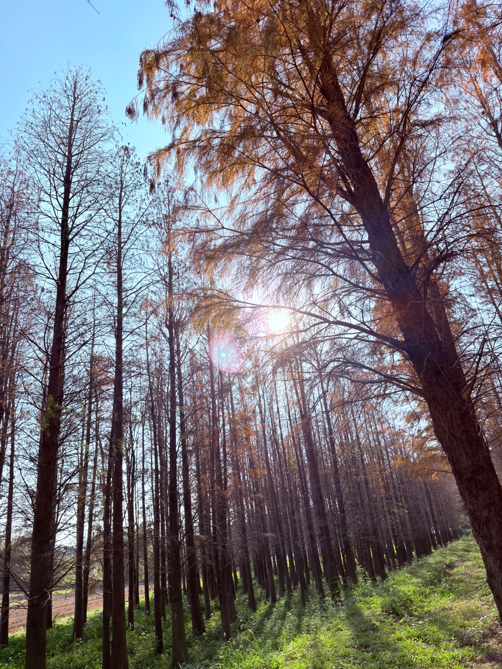 楊梅落羽松秘境｜錯過的不是風景，而是季節。（2025年台灣落羽松）