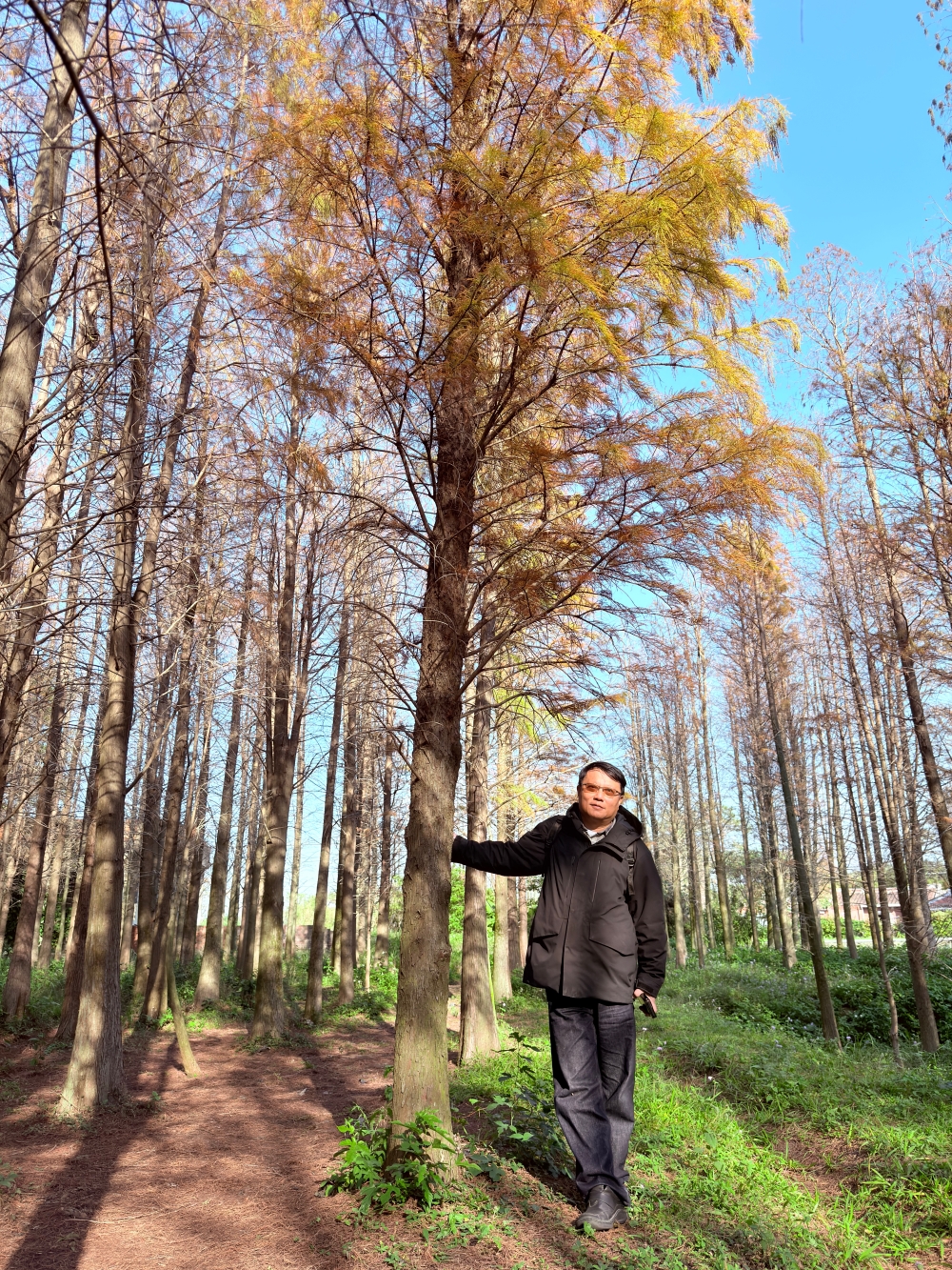 楊梅落羽松秘境｜錯過的不是風景，而是季節。（2025年台灣落羽松）