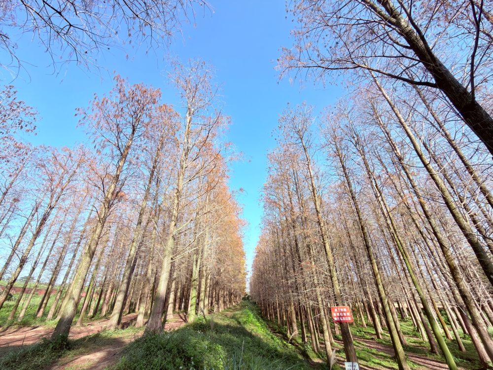 楊梅落羽松秘境｜錯過的不是風景，而是季節。（2025年台灣落羽松）