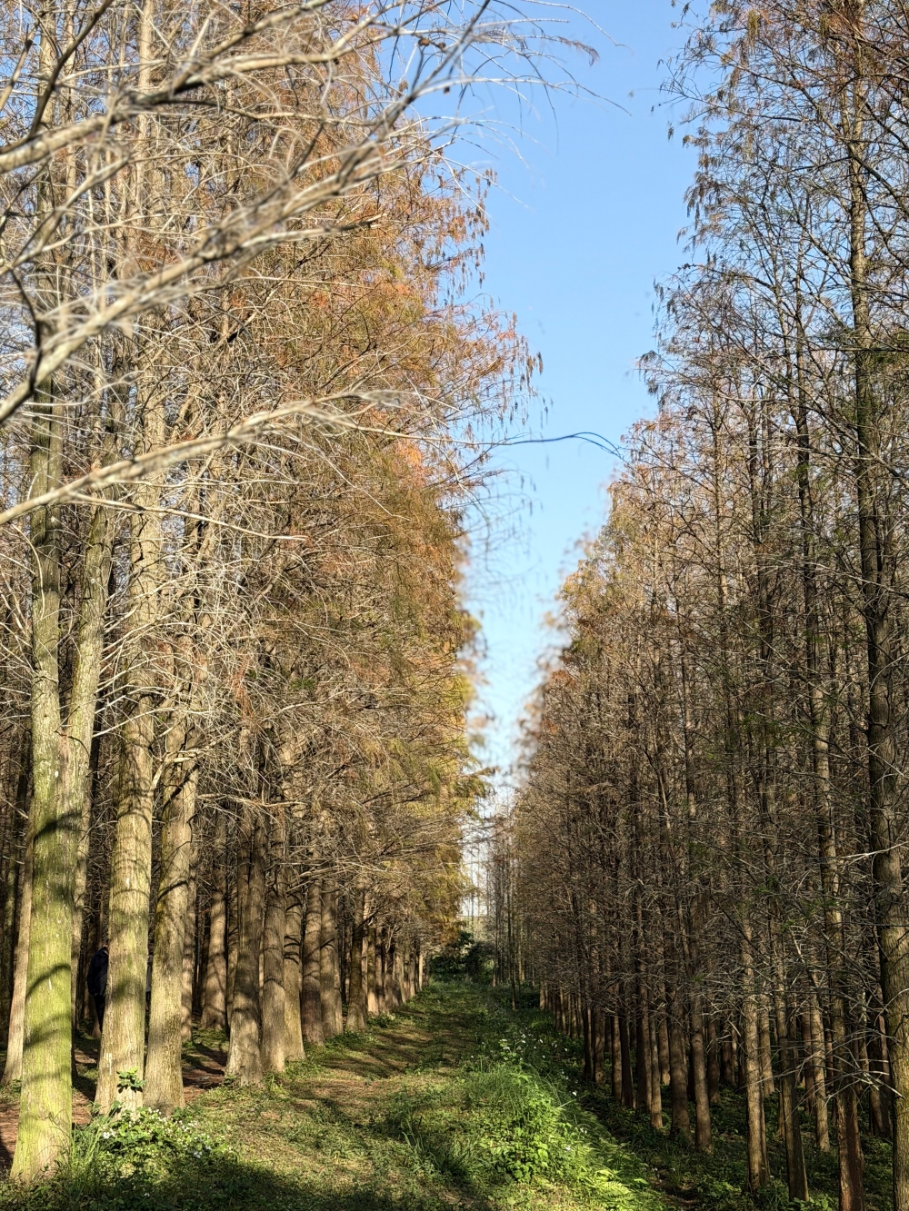 楊梅落羽松秘境｜錯過的不是風景，而是季節。（2025年台灣落羽松）