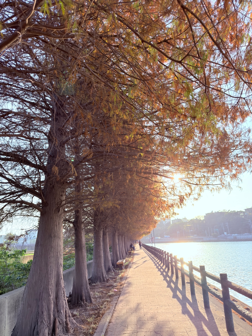 霄裡大池落羽松林｜桃園八德免費落羽松景點，一次次錯過後，終走進季節尾聲的湖畔風景。（2025年台灣落羽松）