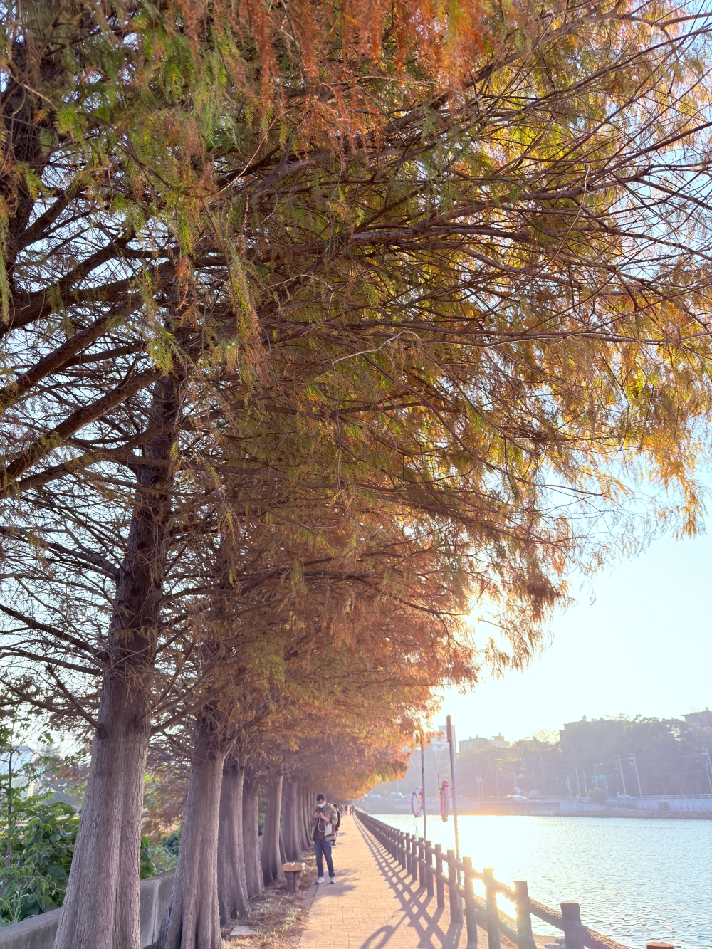 霄裡大池落羽松林｜桃園八德免費落羽松景點，一次次錯過後，終走進季節尾聲的湖畔風景。（2025年台灣落羽松）