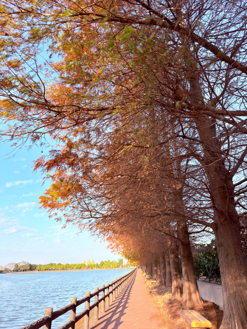 霄裡大池落羽松林｜桃園八德免費落羽松景點，一次次錯過後，終走進季節尾聲的湖畔風景。（2025年台灣落羽松）