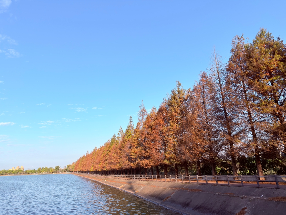 霄裡大池落羽松林｜桃園八德免費落羽松景點，一次次錯過後，終走進季節尾聲的湖畔風景。（2025年台灣落羽松）