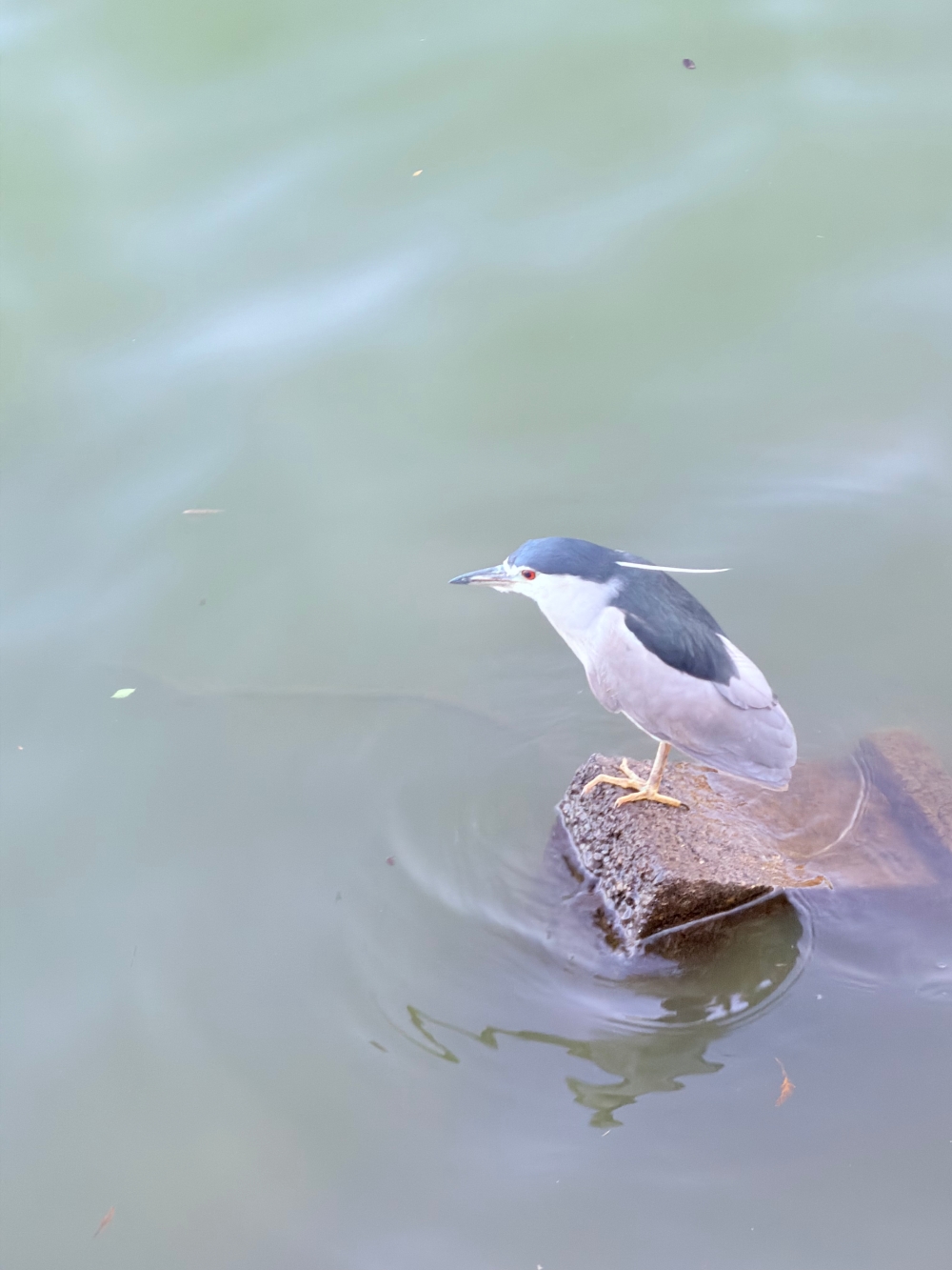 霄裡大池落羽松林｜桃園八德免費落羽松景點，一次次錯過後，終走進季節尾聲的湖畔風景。（2025年台灣落羽松）