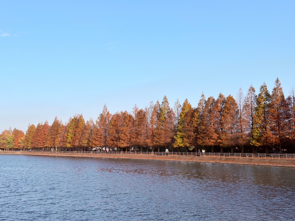 霄裡大池落羽松林｜桃園八德免費落羽松景點，一次次錯過後，終走進季節尾聲的湖畔風景。（2025年台灣落羽松）
