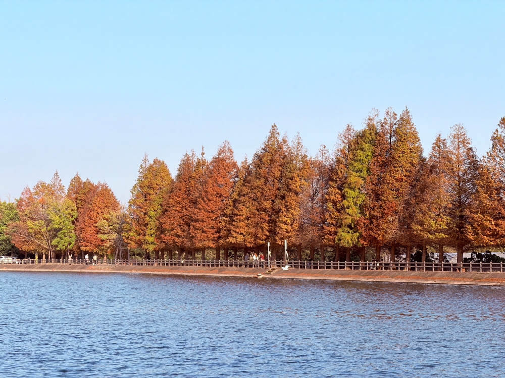 霄裡大池落羽松林｜桃園八德免費落羽松景點，一次次錯過後，終走進季節尾聲的湖畔風景。（2025年台灣落羽松）