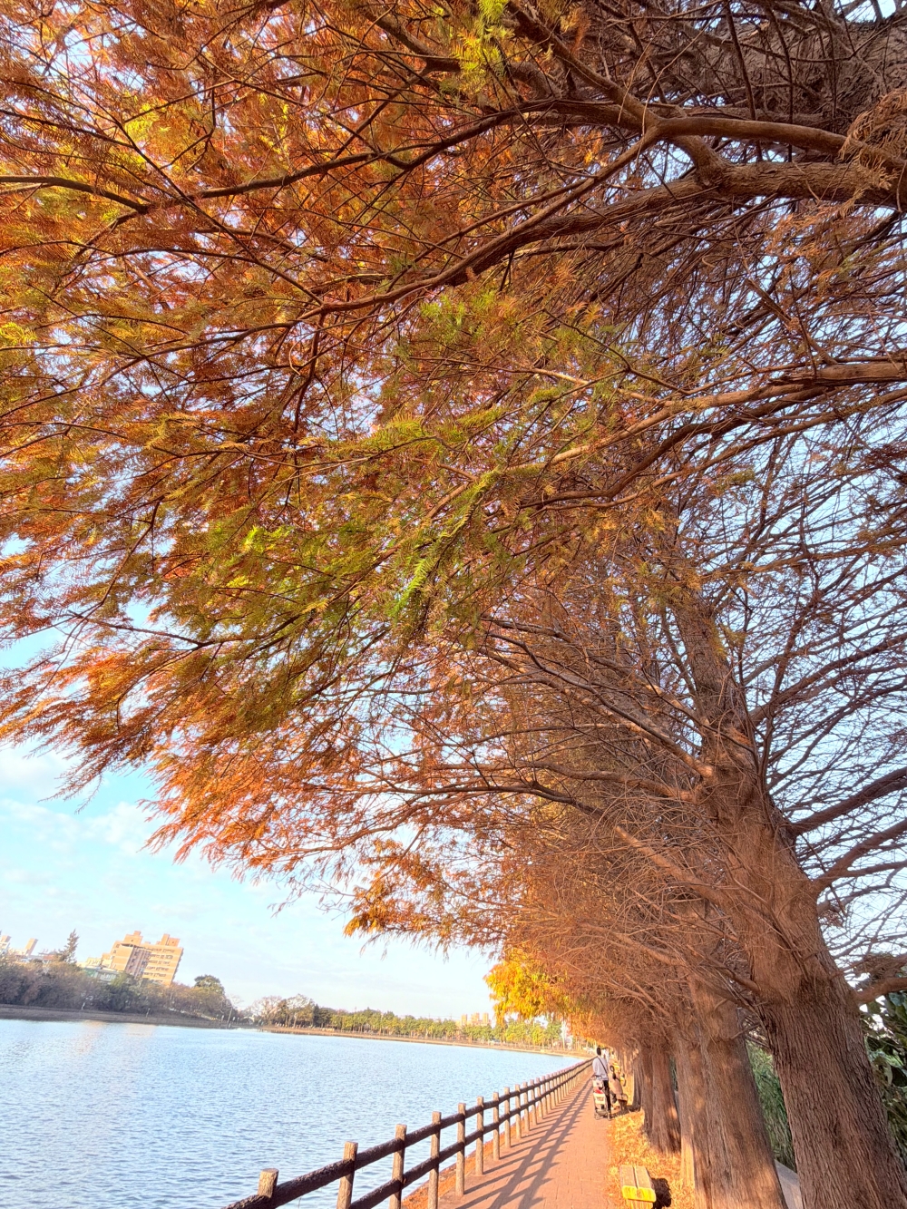 霄裡大池落羽松林｜桃園八德免費落羽松景點，一次次錯過後，終走進季節尾聲的湖畔風景。（2025年台灣落羽松）