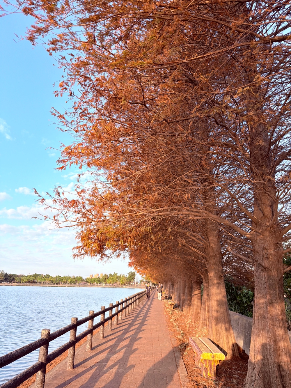 霄裡大池落羽松林｜桃園八德免費落羽松景點，一次次錯過後，終走進季節尾聲的湖畔風景。（2025年台灣落羽松）