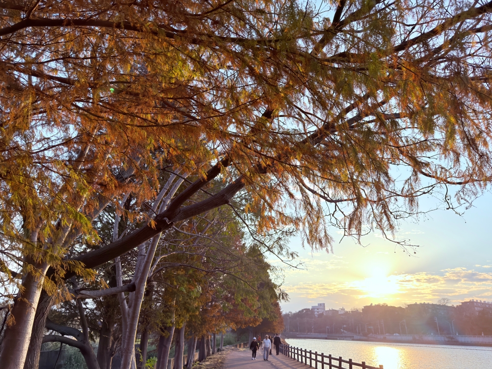 霄裡大池落羽松林｜桃園八德免費落羽松景點，一次次錯過後，終走進季節尾聲的湖畔風景。（2025年台灣落羽松）