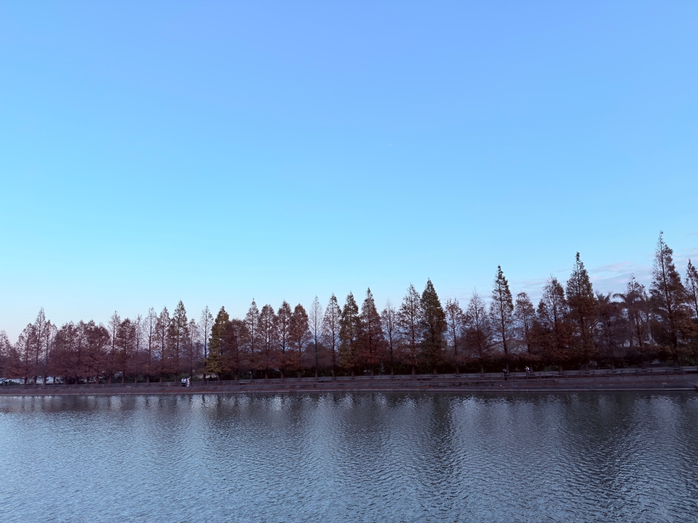 霄裡大池落羽松林｜桃園八德免費落羽松景點，一次次錯過後，終走進季節尾聲的湖畔風景。（2025年台灣落羽松）