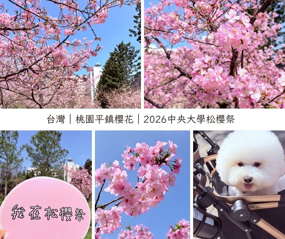 2026中央大學松櫻祭｜在松林與櫻花之間，遇見春天。（20260212中央大學櫻花實況）