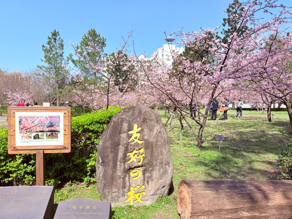 2026中央大學松櫻祭｜在松林與櫻花之間，遇見春天。（20260212中央大學櫻花實況）