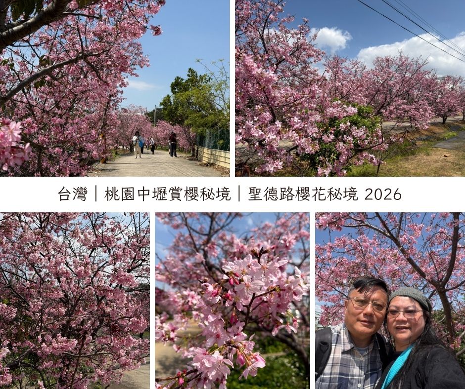 中壢聖德路櫻花秘境