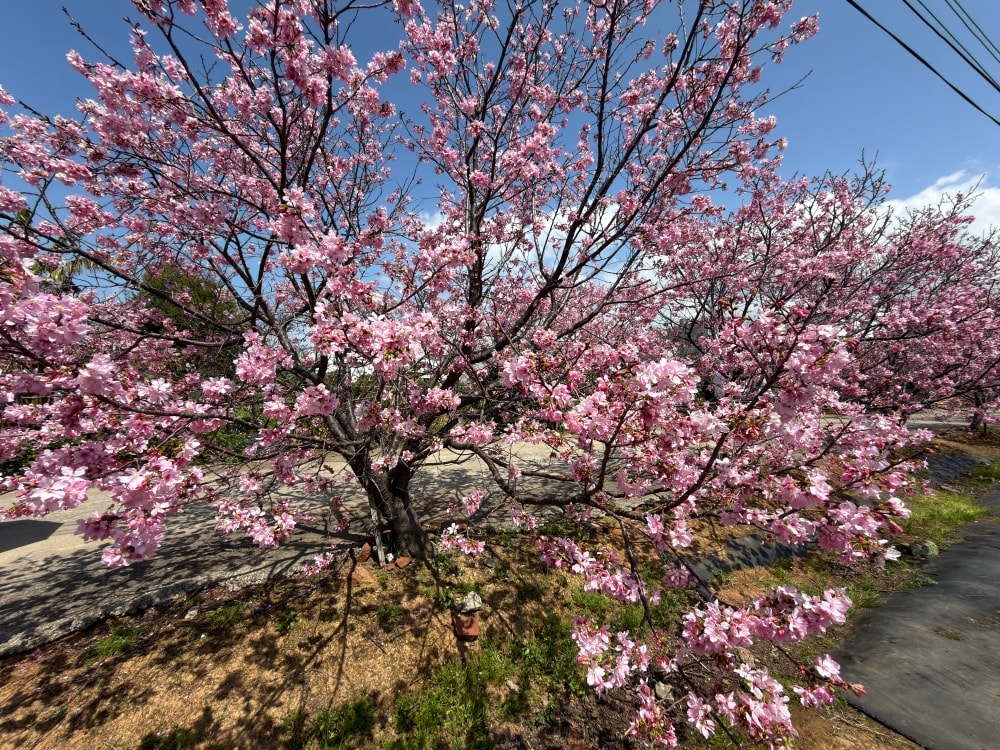 桃園中壢賞櫻秘境｜聖德路櫻花秘境：城市裡最溫柔的粉色花道；用一條櫻花路，告別住了15年的日子。