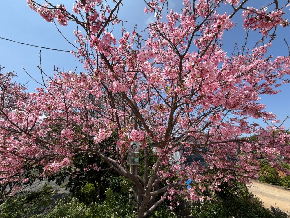 桃園中壢賞櫻秘境｜聖德路櫻花秘境：城市裡最溫柔的粉色花道；用一條櫻花路，告別住了15年的日子。