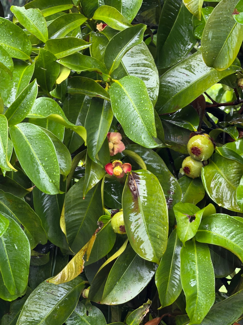 【2026吉隆坡自由行】柔佛景點推薦|迪沙魯水果園 Desaru Fruit Farm;水果Buffet吃到飽、ATV越野探險、小動物互動與騎馬體驗。 - 第23張圖 Batch IMG