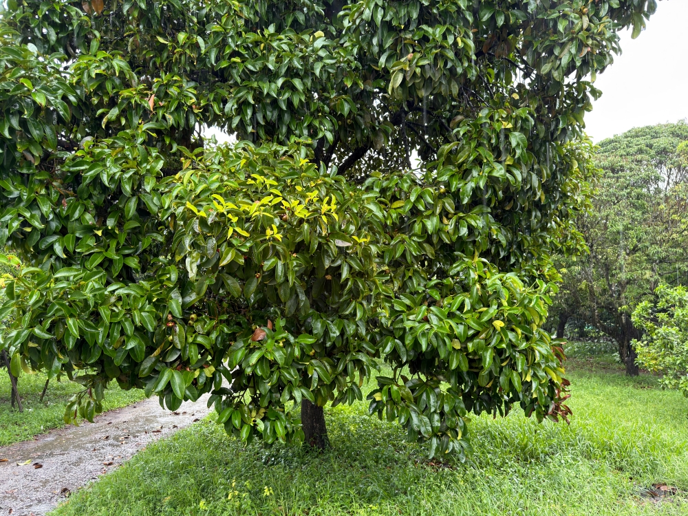 【2026吉隆坡自由行】柔佛景點推薦|迪沙魯水果園 Desaru Fruit Farm;水果Buffet吃到飽、ATV越野探險、小動物互動與騎馬體驗。 - 第9張圖 柔佛景點推薦|迪沙魯水果園 Desaru Fruit Farm