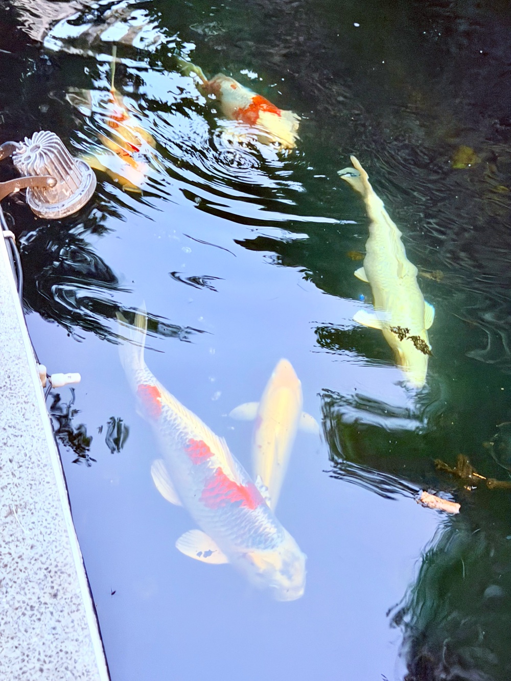 禪園人文花園餐廳（Zen Garden）